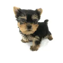 ヨークシャーテリア