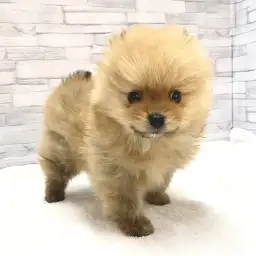 ポメラニアン
