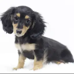 ミニチュア・ダックスフント