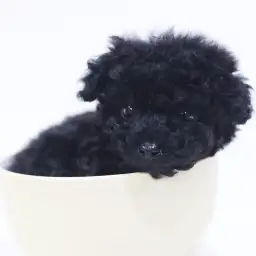 トイ・プードル