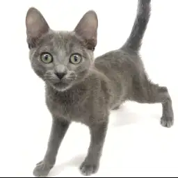 ロシアンブルー