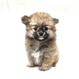 MIX（チワワ×ポメラニアン）