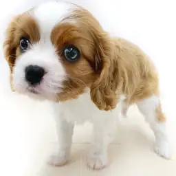 キャバリア・キングチャールズ・スパニエル