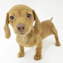 ミニチュア・ダックスフント