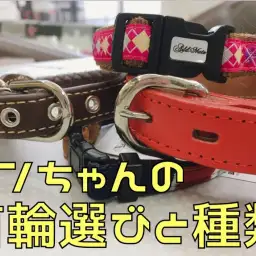 【 犬の首輪 】ベルト・バックル・ハーネス首輪の種類と選ぶポイント!