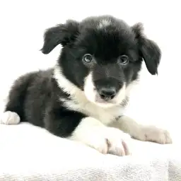 ボーダーコリー