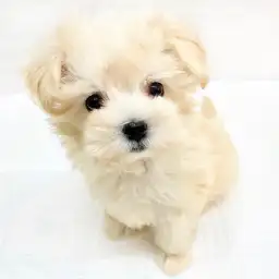 MIX（トイプードル×マルチーズ）