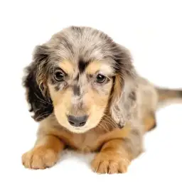 ミニチュア・ダックスフント