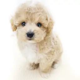 MIX（トイプードル×マルチーズ）