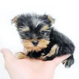 ヨークシャーテリア