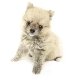 MIX（チワワ×ポメラニアン）