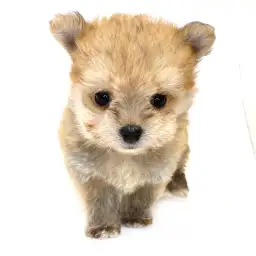 MIX（マルチーズ×ポメラニアン）