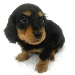 カニンヘン・ダックスフント