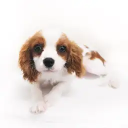 キャバリア・キングチャールズ・スパニエル