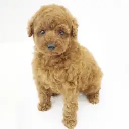 トイ・プードル