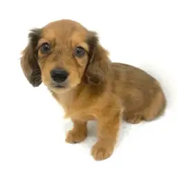 ミニチュア・ダックスフント