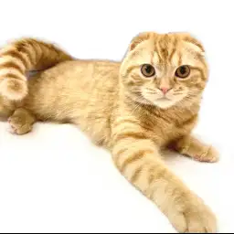 スコティッシュフォールド