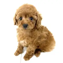 トイ・プードル