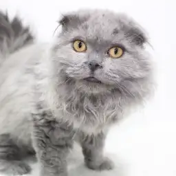 スコティッシュフォールド