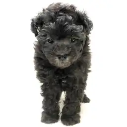 トイ・プードル