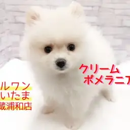 【 ポメラニアン 】白いタヌキポメ！子供と一緒に出来るお世話もご紹介！