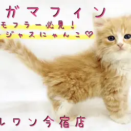 【 ラガマフィン 】お留守番OK!モフラー必見のゴージャスにゃんこ!