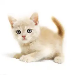 ブリティッシュショートヘア