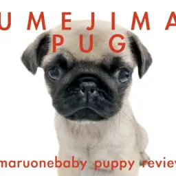 【 パグ 】飼いやすさ満点！！お手入れ＆おトイレマスター済！