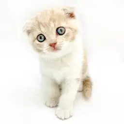 スコティッシュフォールド