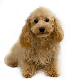 トイ・プードル