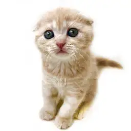 スコティッシュフォールド