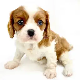 キャバリア・キングチャールズ・スパニエル