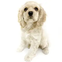 アメリカンコッカースパニエル