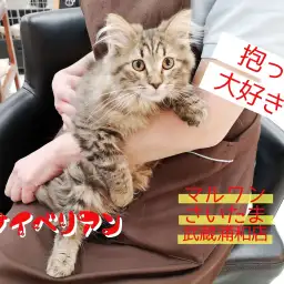 【 サイベリアン 】初めての子ねこにピッタリ！！飼いやすさNo1！