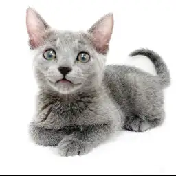 ロシアンブルー