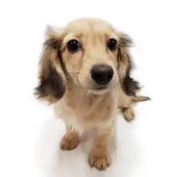 ミニチュア・ダックスフント