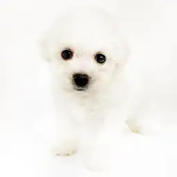 ビションフリーゼ