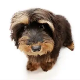 MIX（チワワ×トイプードル）