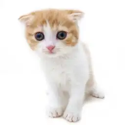 スコティッシュフォールド