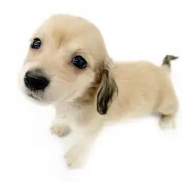 ミニチュア・ダックスフント