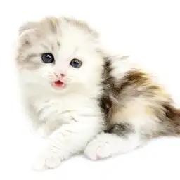 スコティッシュフォールド