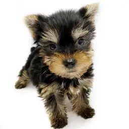 ヨークシャーテリア