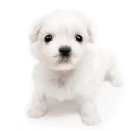 MIX（ペキニーズ×ビションフリーゼ）