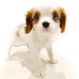 キャバリア・キングチャールズ・スパニエル