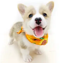 ウェルシュコーギーペンブローク