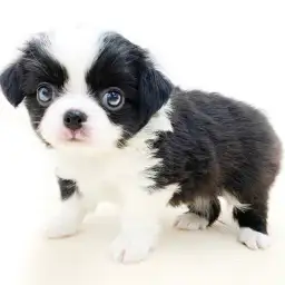 MIX（チワワ×狆）