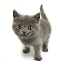 スコティッシュフォールド