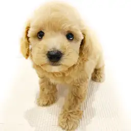 MIX（トイプードル×ビションフリーゼ）