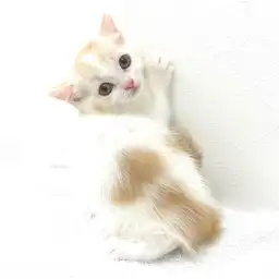 スコティッシュフォールド