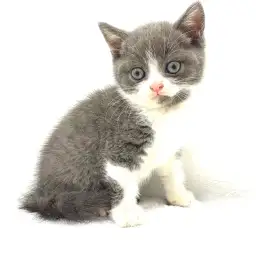 ブリティッシュショートヘア